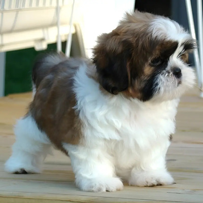 Shih Tzu, Adorables Cachorritos, Pedigree Fcm, A Msi! | Meses sin interés