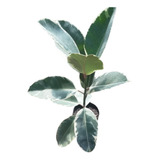 Gomero Ficus Elasticus Variegado