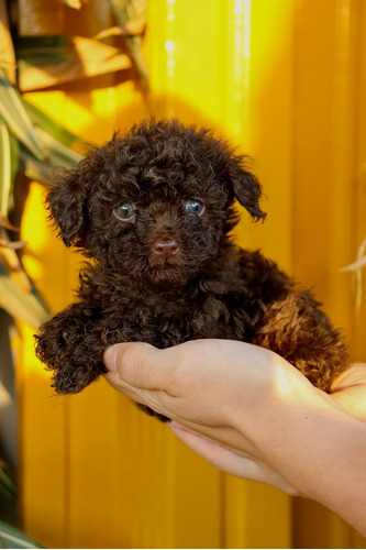 Caniche French Poodle Marron Chocolate Mini Minitoy