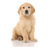 Golden Retriever Cachorros Barranquilla Bogota Medellin