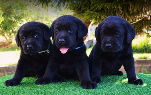 Cachorros Labradores Negros !