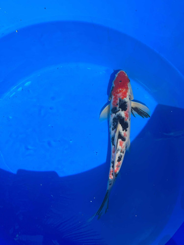 Koi