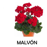 Malvón / Geranio (varios Colores) Pack De 1 Planta