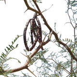 Algarrobo Dulce Alpataco Prosopis Flexuosa Árbol Nativo