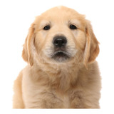 Golden Retriever Cachorros Perros