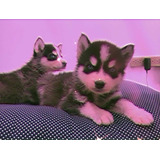 Cachorros Huskys