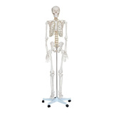 Esqueleto Humano Completo Tamaño Real