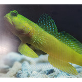 Goby Yellow Watchman