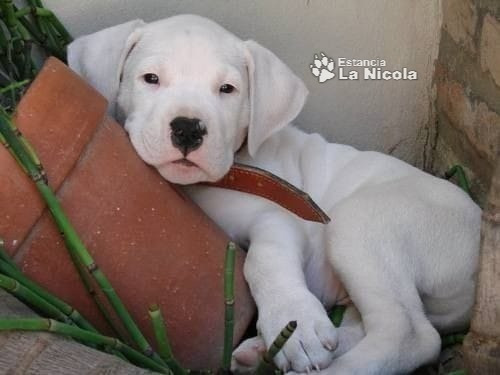 Cachorro Dogo Argentino 5