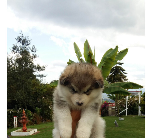 Alaskan Malamute