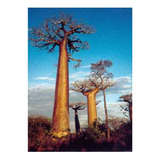 5 Semillas De Adansonia Digitata  - Baobab  $50 Codigo 872