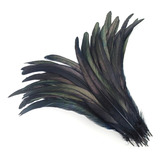 Paquete De Plumas De Gallo En Color Negro Con 30 Plumas 