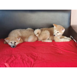 Cachorros Akita Inu Japones Perros Puppy Disponibles
