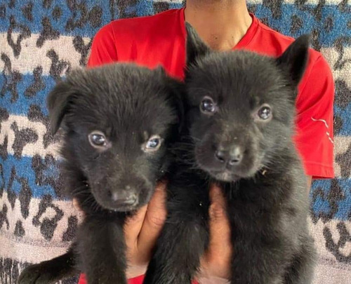 Hermosos Cachorros Pastor Alemán Negro Solido