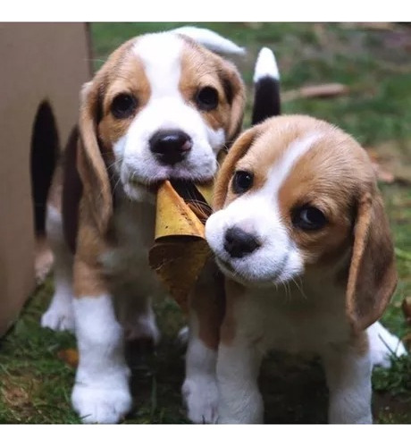Cachorro Beagle Tricolor 018