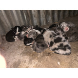 Cachorros Border Collie Puros.