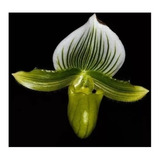 Orquídea Sapatinho Paphiopedilum Maudiae Verde 