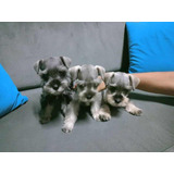 Cachorros Schnauzer