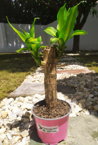 Árbol De La Felicidad O Tronco De Brasil + Maceta P12 Cm