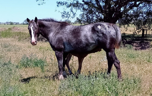 Yegua De Raza Appaloosa.