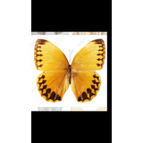 Mariposa Morphopsis Howqua