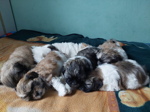 Cachorros Shitzu Mini. Listos Para Entregar, Hacemos Envios.