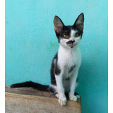 Gato Blanco Y Negro De 5 Meses En Adopción Responsable