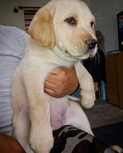 Cachorros Labradores Puros Negros Y Arenas 