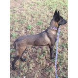 Pastor Belga Malinois Guardia Y Protección 