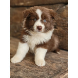 Border Collie Cachorros Con Pedigree