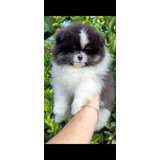 Cachorro Pomerania Exóticos 