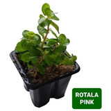 Rotala Pink Linda Planta Natural Aquario Plantado