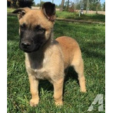 Cachorros Pastor Belga Malinois Perros En Venta En Sincelejo