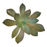 Echeveria  Douglas Huth