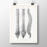 Columna Vertebral I Lámina Poster Vintage Antiguo Decoración