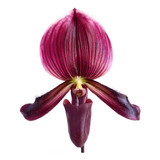 Orquídea Rara Sapatinho Paphiopedilum Maudiae Black Jack