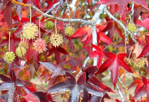 Arbol De Liquidambar Ambar Planta Maceta Exterior Tierra