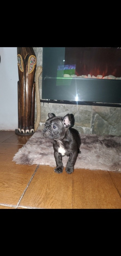 Bulldog Frances Black 5 Meses