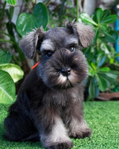 Schnauzer Mini Sal Y Pimienta Macho Primavera Lidia Sico