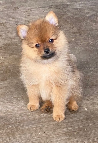 Hermoso Cachorros Pomerania