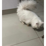 Um Gato Persa Branco