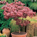 20 Sementes Bonsai Acer Palmatum Vermelho Árvore P/ Mudas