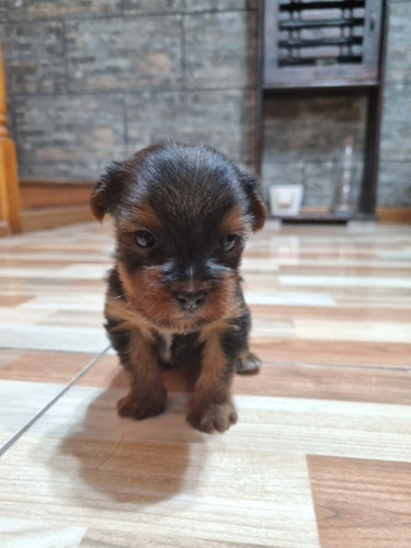 Cachorro Yorkshire  Nació El 16 De Marzo.