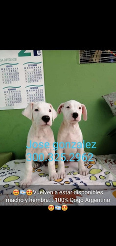 Dogo Argentino Cachorros Disponibles