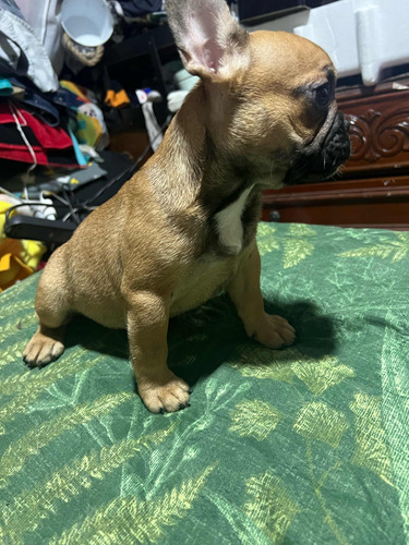 Rebajada Hembra Bulldog Francés Red Fawn 5meses Ultra Pequeñ