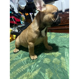 Rebajada Hembra Bulldog Francés Red Fawn 5meses Ultra Pequeñ