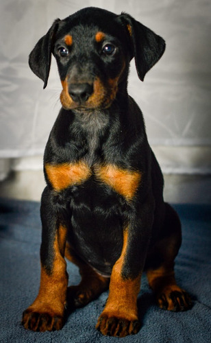 Doberman Negros