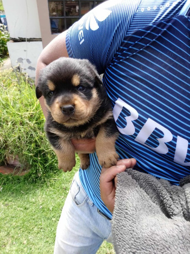 Rottweiler Criadero Imperial Pets