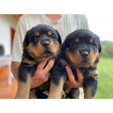 Cachorros Rottweiler Perros Mascotas Disponibles Medellín