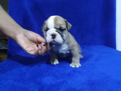 Espectaculares Cachorros Bulldog Inglés 